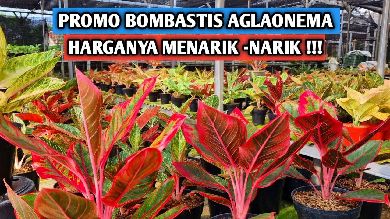 Promo bombastis aglaonema, harganya menarik-narik !!!