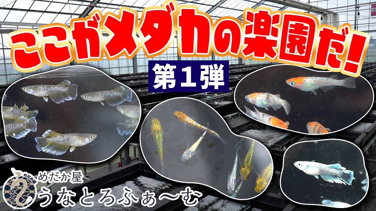 【関東最大級】メダカの楽園に潜入！第一弾