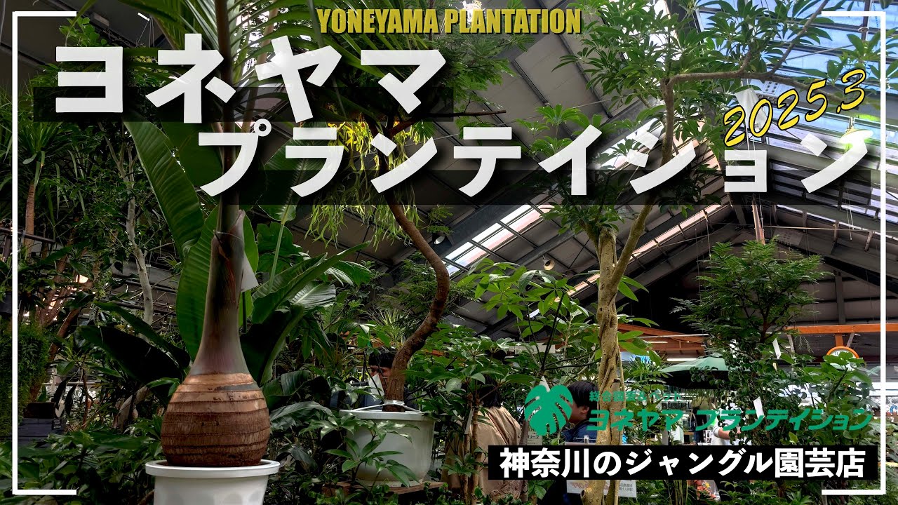 【神奈川園芸店】ヨネヤマプランテイション は植物好きのテーマパークであることは間違いなかった！／ 珍奇植物 ／ 塊根植物 ／ 多肉植物 ／ 観葉植物
