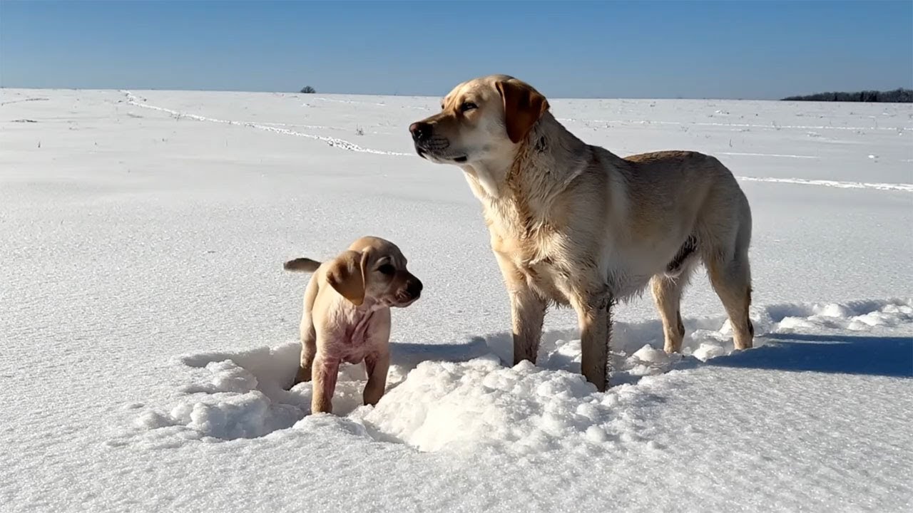 The poor mother and her child stood shivering in the white snow. They did not know where to go.