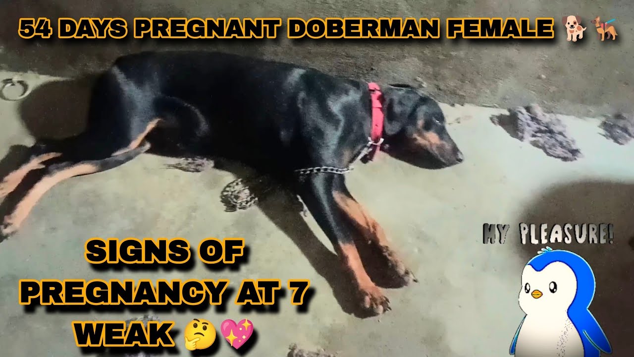 54 DAYS PREGNANT DOBERMAN 🤔💖|| 7WEAK PREGNANT SIGN FEMALE 🐶🐕||@Harshitdogkennel1