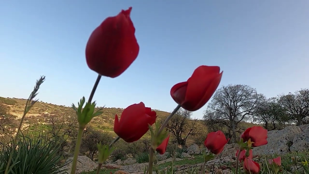 الكمشة و العالوك ..... Kamsah to Aaloook