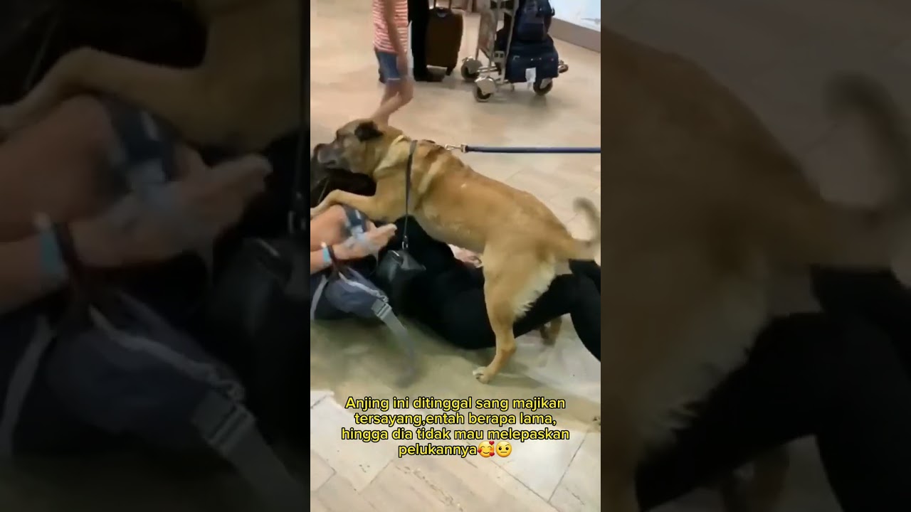 ANJING KANGEN BERAT SAMA MAJIKAN