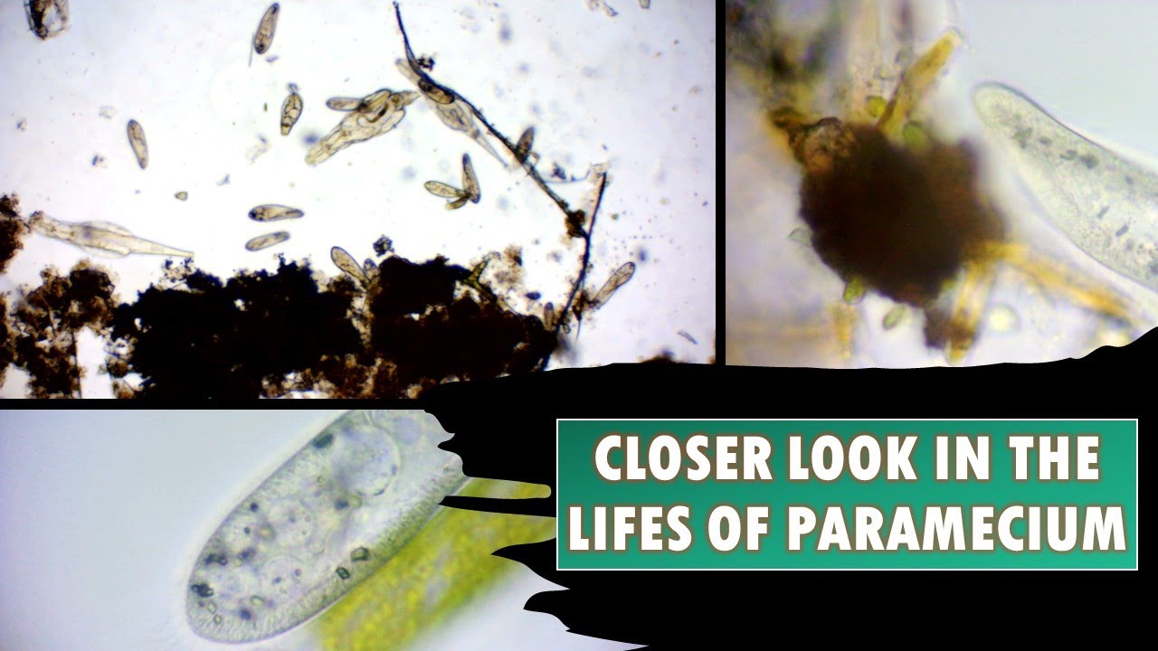 Paramecium - The Slipper Animalcule