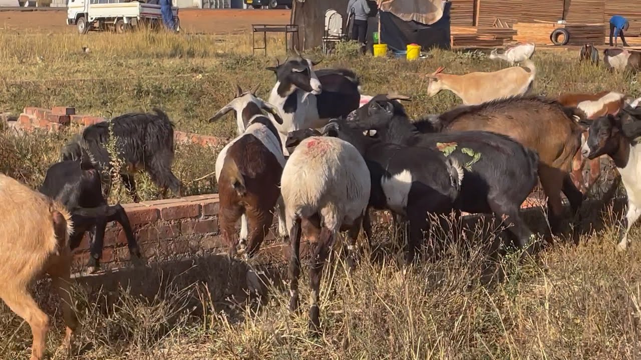 Ndakabva kumusha kwaGutu ndichida kuita musoja asi ndava kutengesa mbudzi muHarare