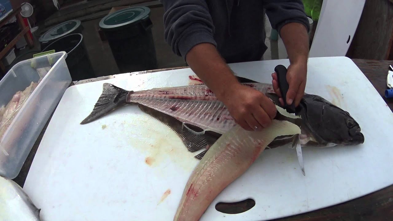 Alaskan Halibut &bull; Fish Processing