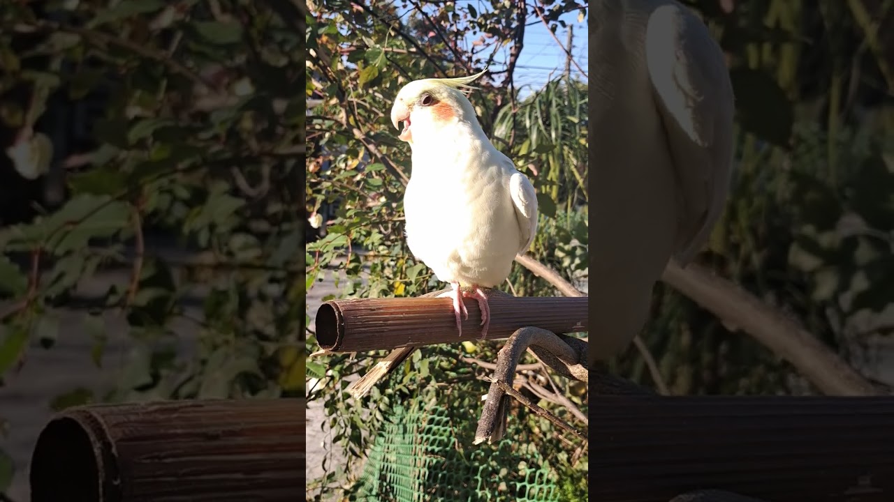 RIO THE COCATIEL BIRD