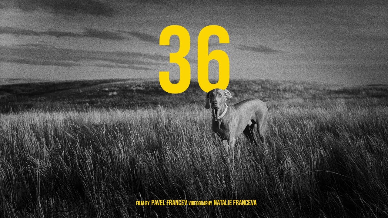 Gry Mtr .001 / Film photography and upland hunting with Weimaraners.