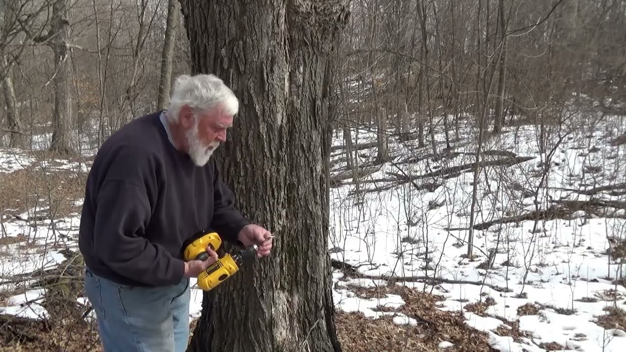 2026 maple tapping Hanson Sugarbush