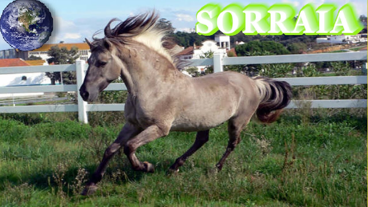 TOP Beautiful Sorraia Horse in the World!