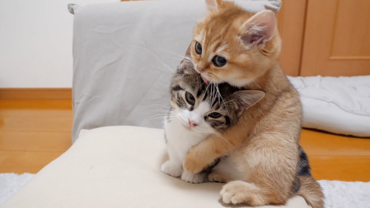 Kitten Mimi seems to have won the fight with Kitten Coco