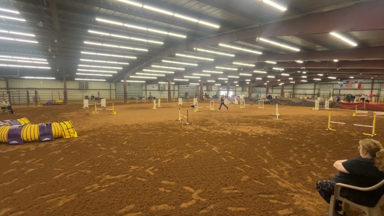 Gritty AKC JWW Missed Weave Entry February 9, 2026