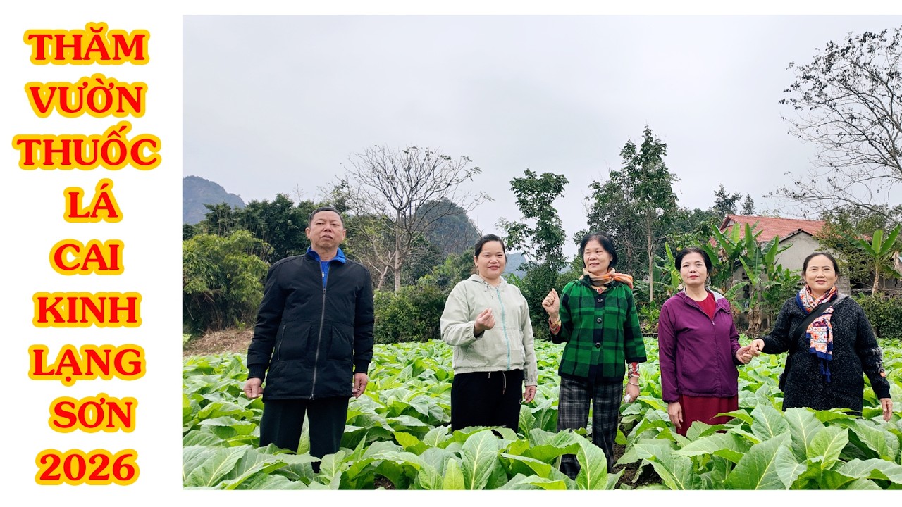 THĂM VƯỜN THUỐC LÁ LÀNG LẦM XÃ CAI KINH LẠNG SƠN NHÓM BẠN CẤP 1 2 3 THÔN GIANG   THÔN MÁT LƯƠNG BẰNG