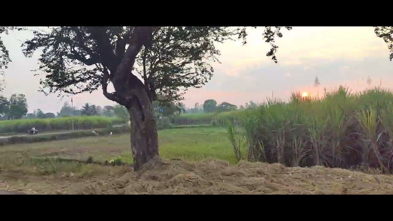 MY Beautiful village sunset view in a 4k video shoot...