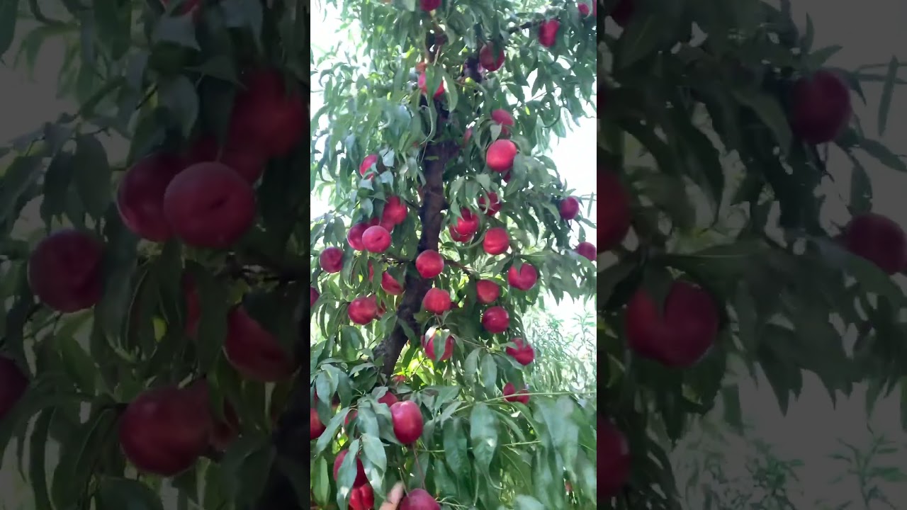 Este es un arbol de nectarinas 🍑🙌🏻 Suscribete que es gratis 💪