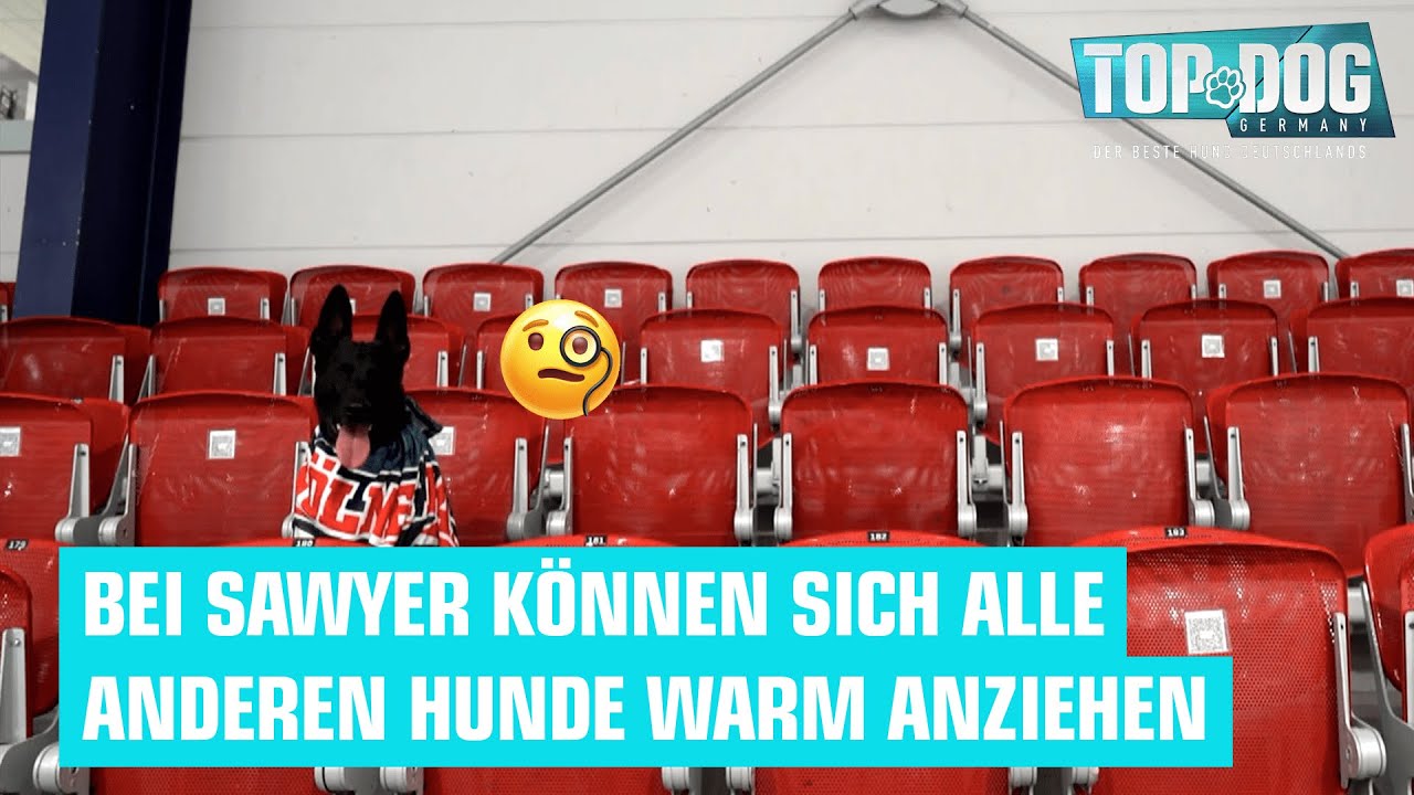 Eis, Eis, Baby: Jürgen und Sawyer geben Vollgas | Top Dog Germany 2022