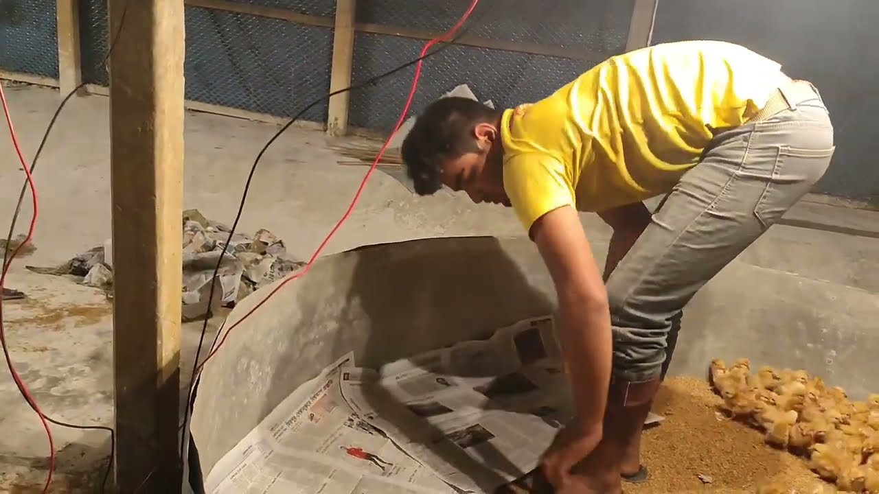আমরা মুরগির বাচ্চার থাকার পেপার গুলো কেন পরিবর্তন করে দিলাম।🐓