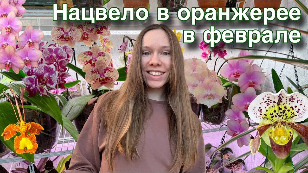 ОБЗОР цветения ОРХИДЕЙ в моей коллекции | февраль 2026