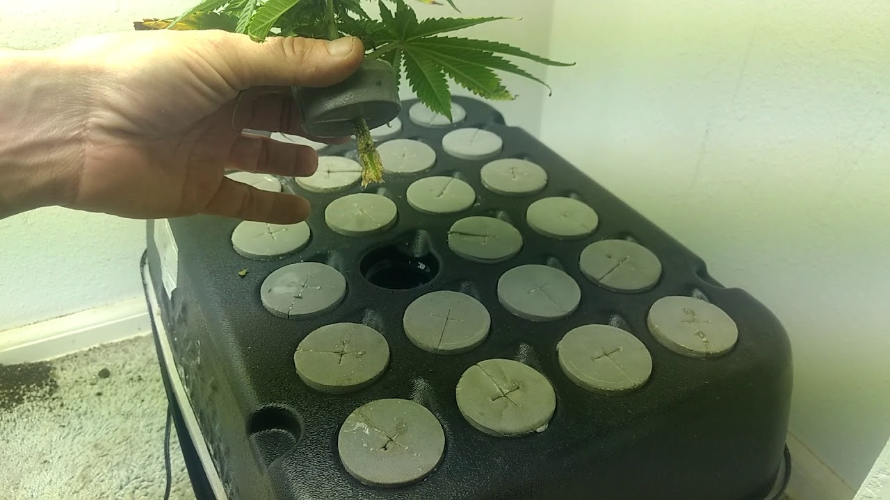How to clone, Cloning, Using a Cloner, Easy and Fast Plant Replication.