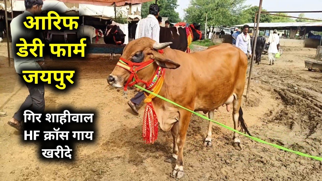 Jaipur pashu Mandi /आरिफ डेरी फार्म  / jaipur Pashu hatwada  / jaipur cow Mandi शानदार गाय खरीदे 
