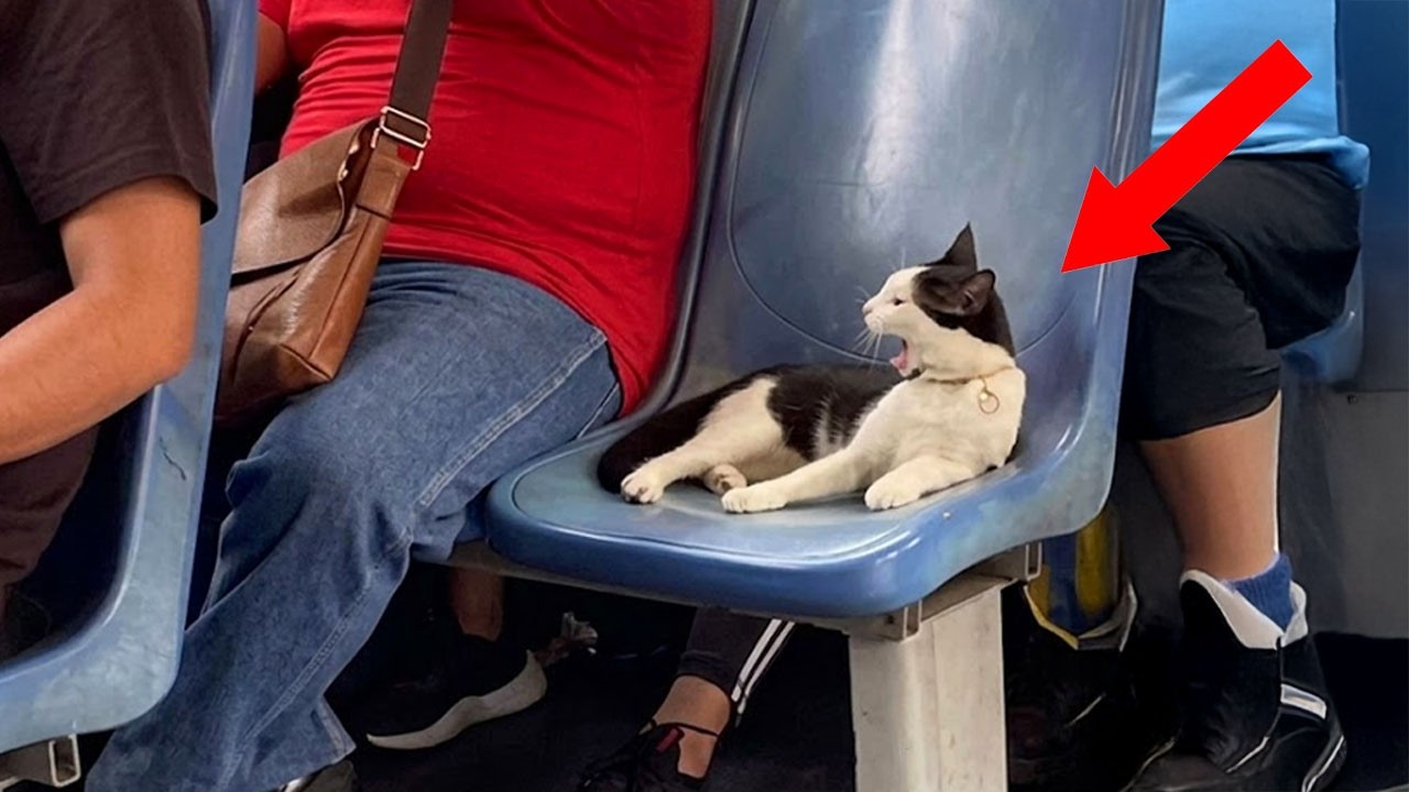 Cats Learn Really Well By Watching Humans 🤣