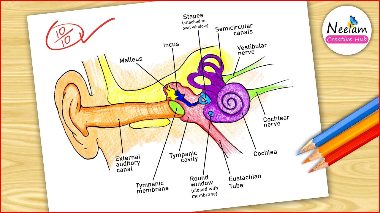 Ear Diagram drawing Colour / easy way / Draw Human Ear anatomy - Step by step for beginners / CBSE