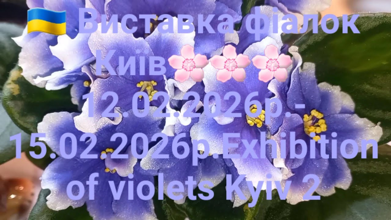 🇺🇦 Виставка фіалок Київ🌸🌸🌸 12.02.2026р.- 15.02.2026р.Exhibition of violets Kyiv 2