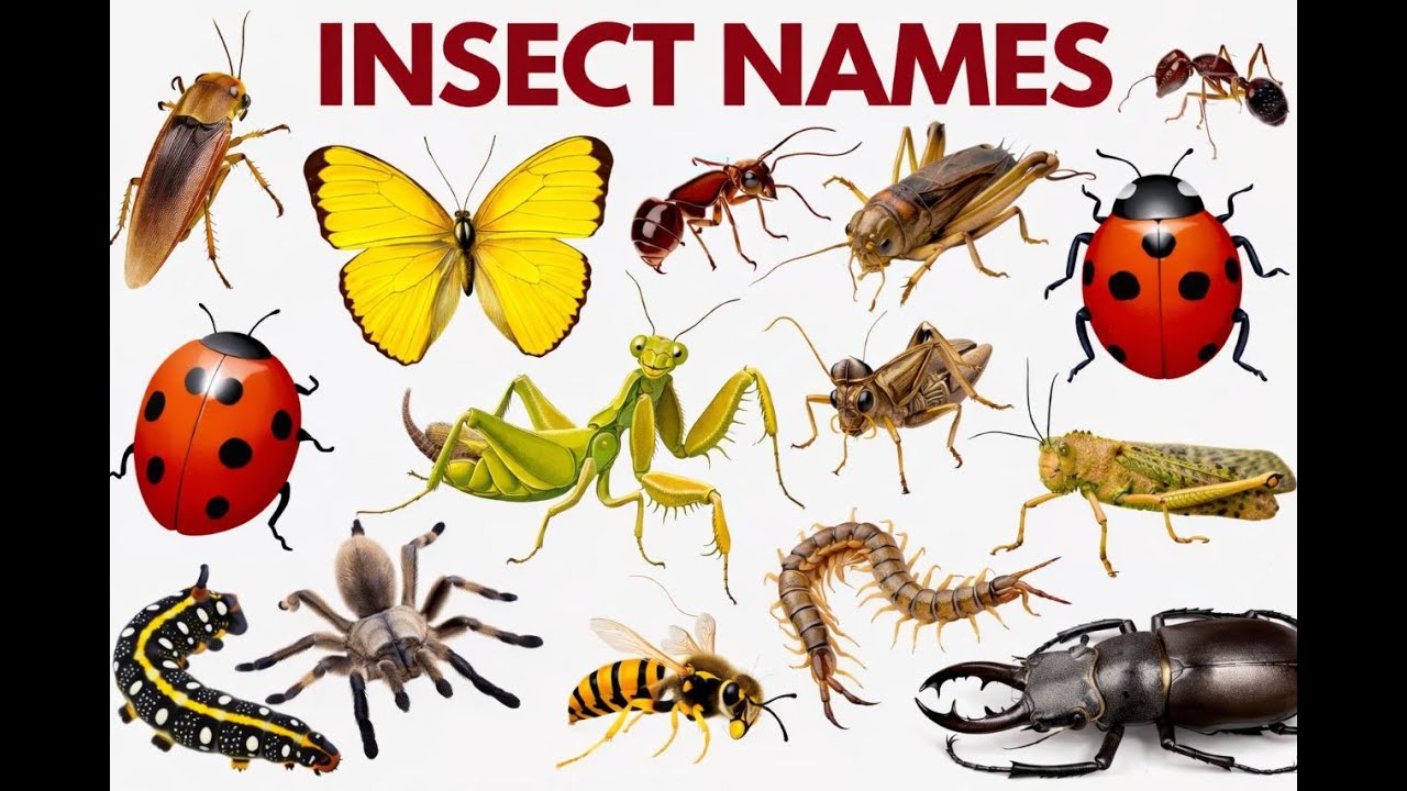 🦋Insect Names for Kids || कीड़ों के नाम #InsectNames #Insects #BugsNames  #viral #preschoollearning 