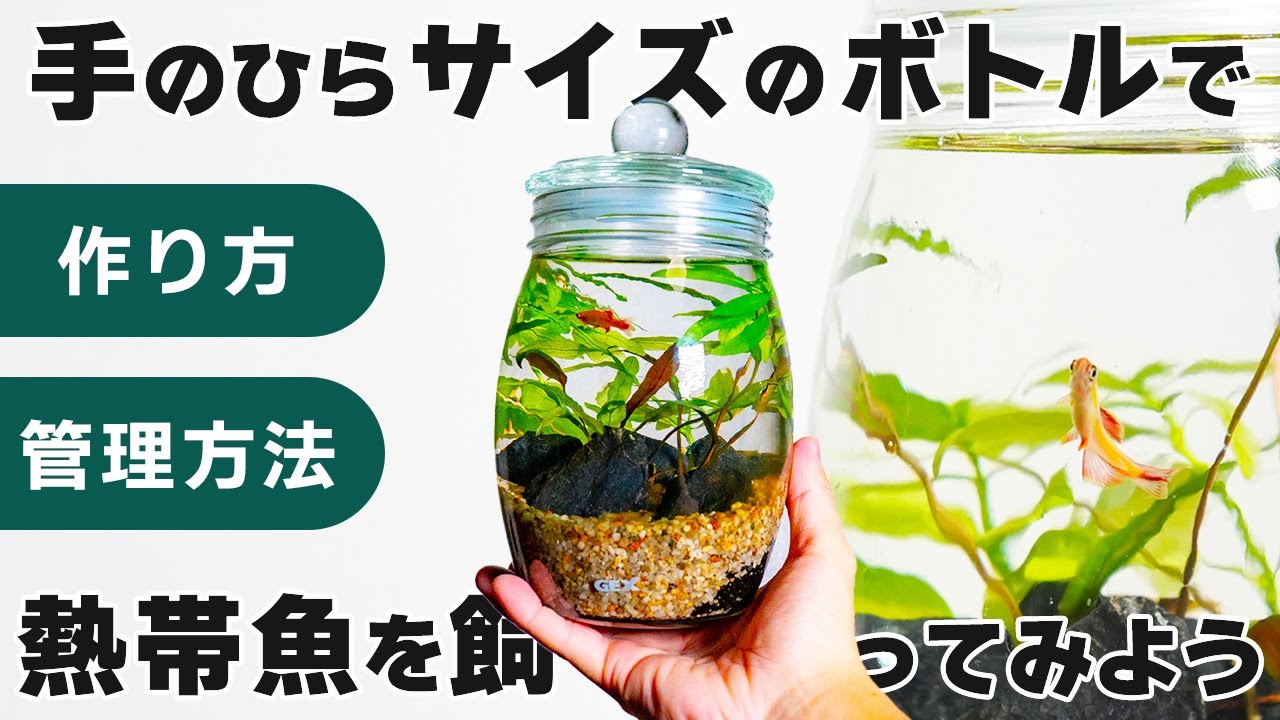 【熱帯魚を飼ってみよう】初心者でもできる！初めてのボトルアクアリウムの作り方【自由研究にも最適】