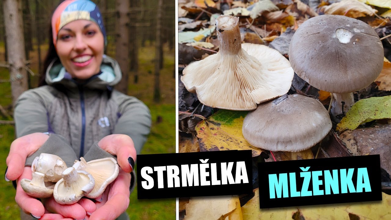 Aromatická podzimní houba Strmělka mlženka