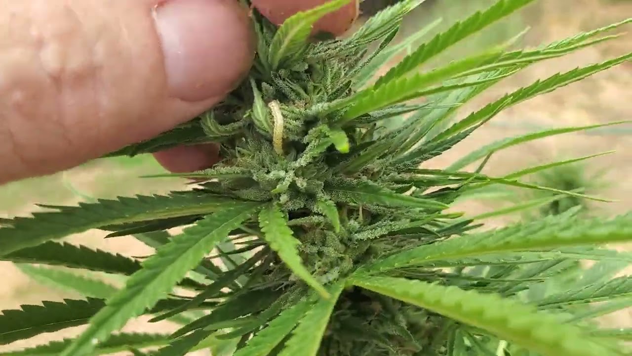 How to control bud worms! #gardening #organic #sungrown #california #buds