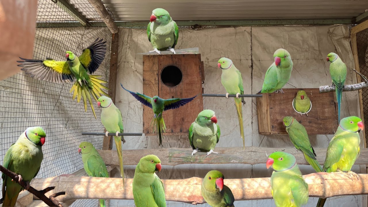 How to make Green Ringneck Colony setup | Khubaib pets