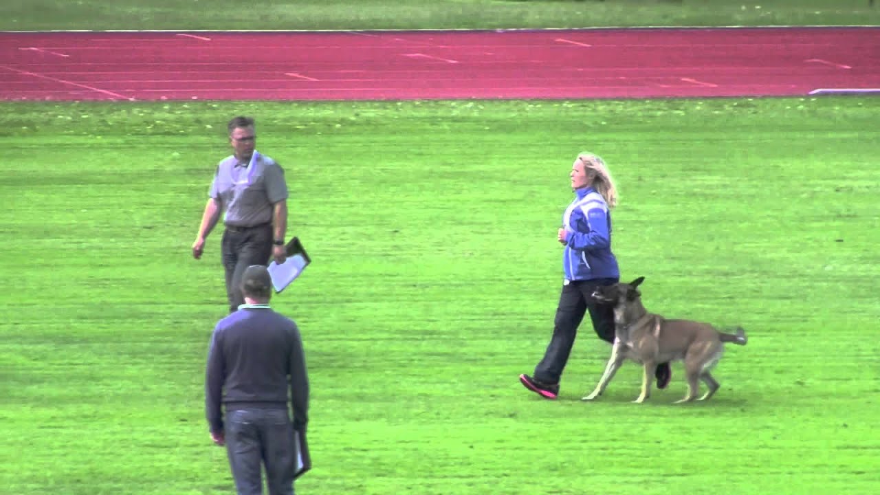 FMBB 2014, Finland, Grand Final, Räty vom Further Moor, B97p