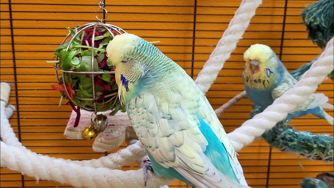 7 hours of budgie sounds with background noise for relaxation