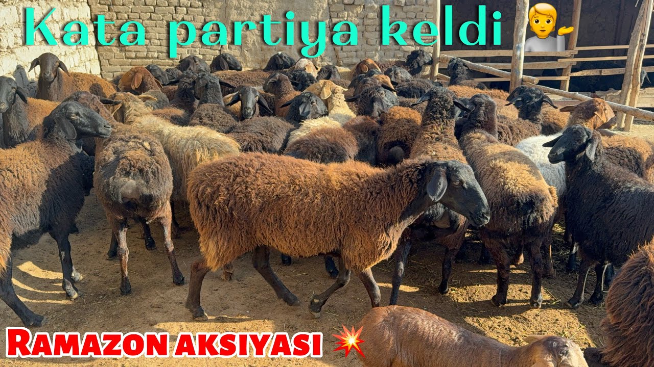 💥🔥Bugoz sovliqlar ona bola bugoz narxida shoshiling 🤭🫢