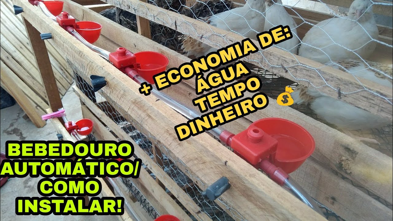 COMO INSTALAR BEBEDOURO AUTOMÁTICO / PASSO A PASSO!!!