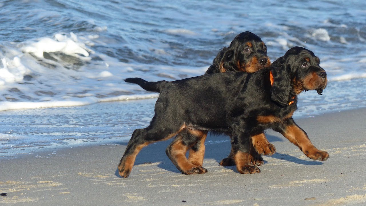 Gordon Setter Welpen D-Wurf #07