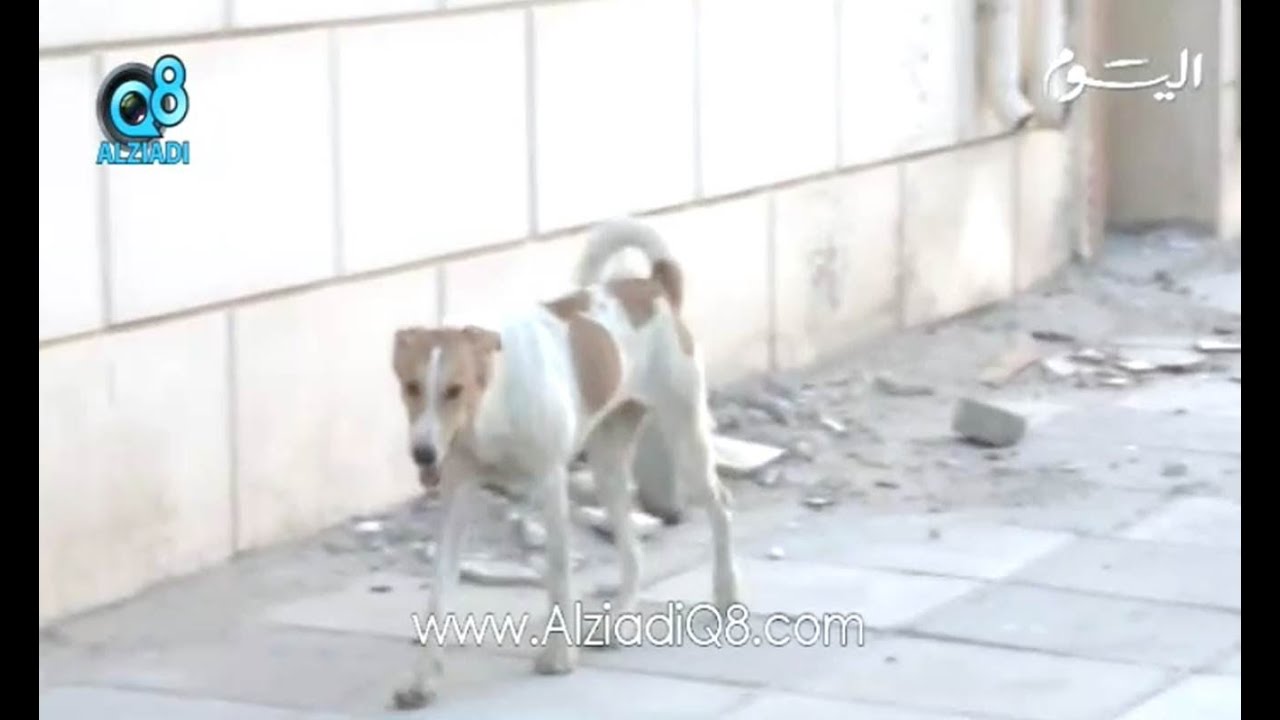 تقرير عن إنتشار 