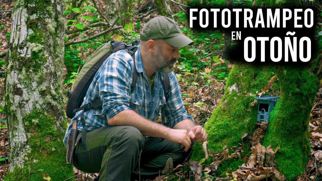 Fototrampeo en el Bosque 🌳🌲 durante el Otoño 🍂🍁🌰 - Parte 1
