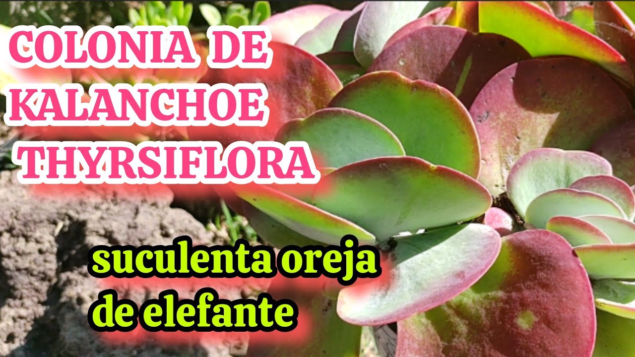 COLONIA de KALANCHOE THYRSIFLORA transplante urgente #plantas #suculentas