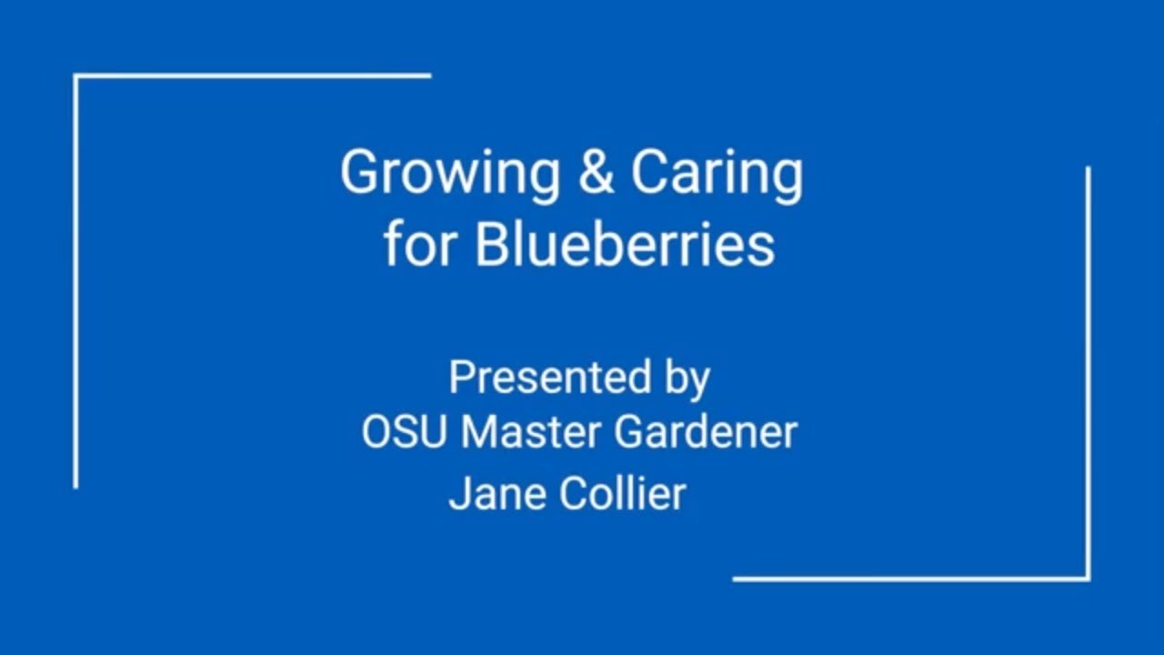Growing & Caring for Blueberries with OSU Master Gardeners