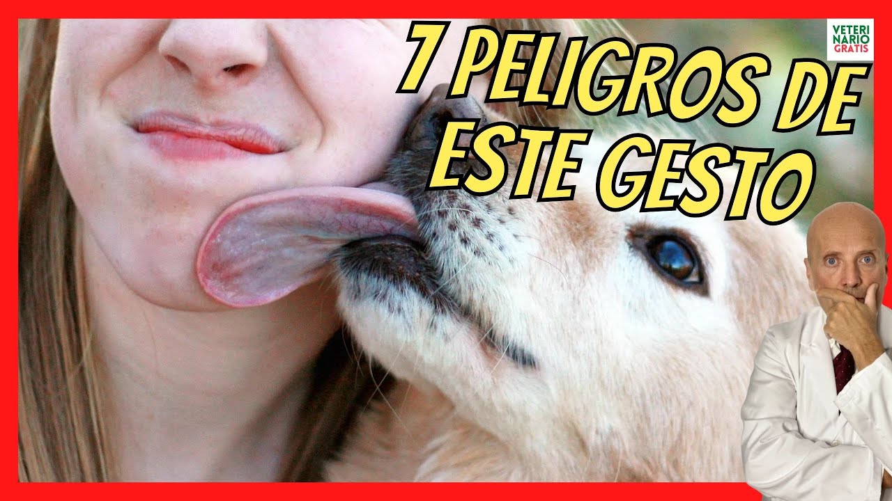 ⚠️ 7 ENFERMEDADES QUE TRANSMITEN LOS PERROS POR LA SALIVA ⚠️
