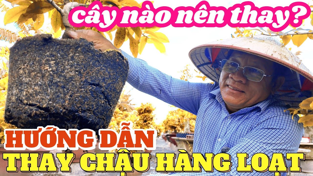 Cây mai nào bắt buộc phải thay chậu? Út Đực hướng dẫn đúng cách đúng thời điểm để mai ghép bung mạnh