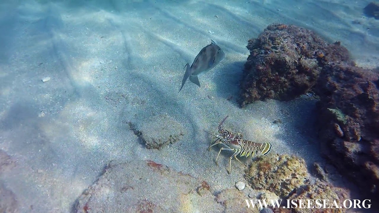 lobster trigger