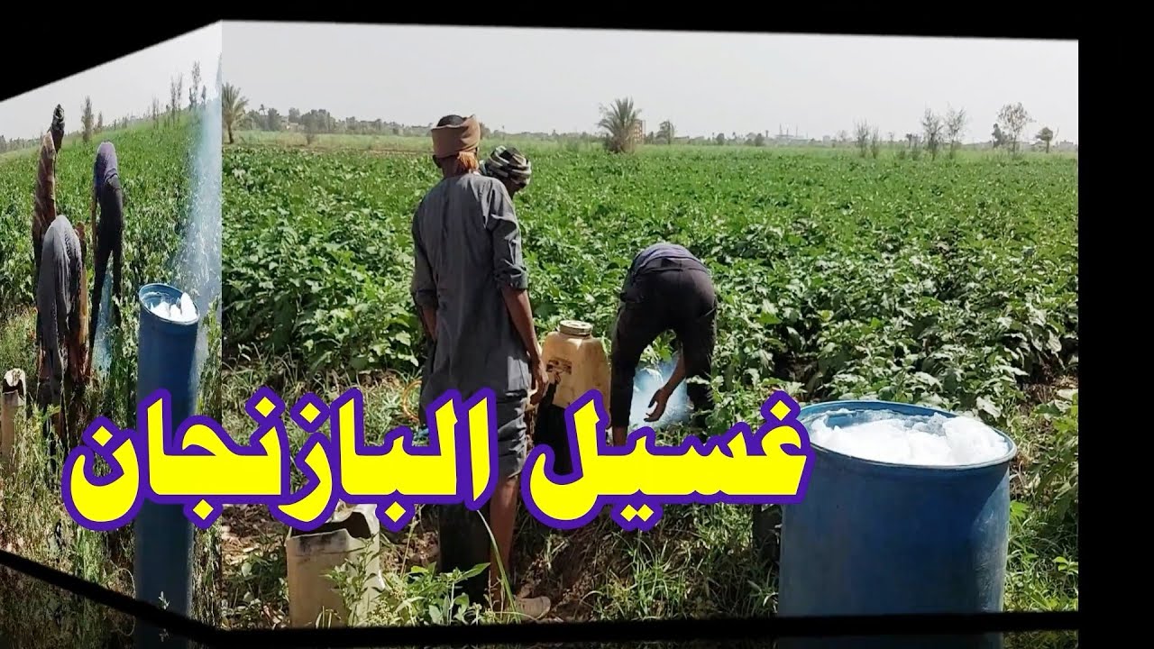 اليوم نظفنا الباذنجان ☝بالصابون الزراعي