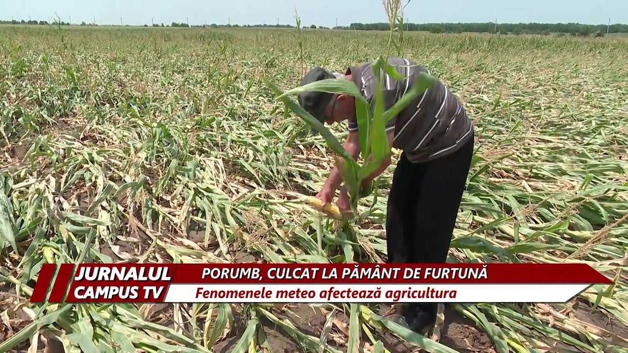 PORUMB, CULCAT LA PĂMÂNT DE FURTUNĂ