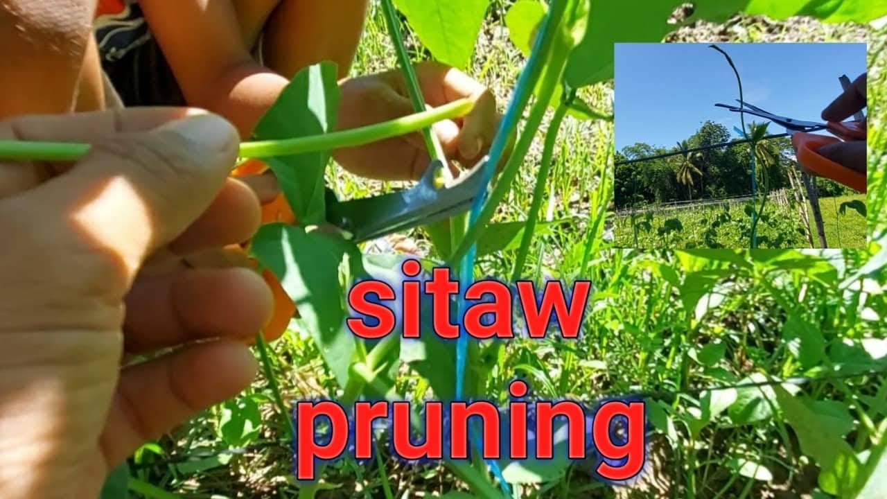 paano kami mag pruning ng sitaw?