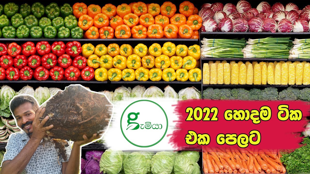 සමහරවිට මේ video ඔබ දකින්නේ ජීවිතේ පලමු වතාවට 2022 Gamiya Best Videos