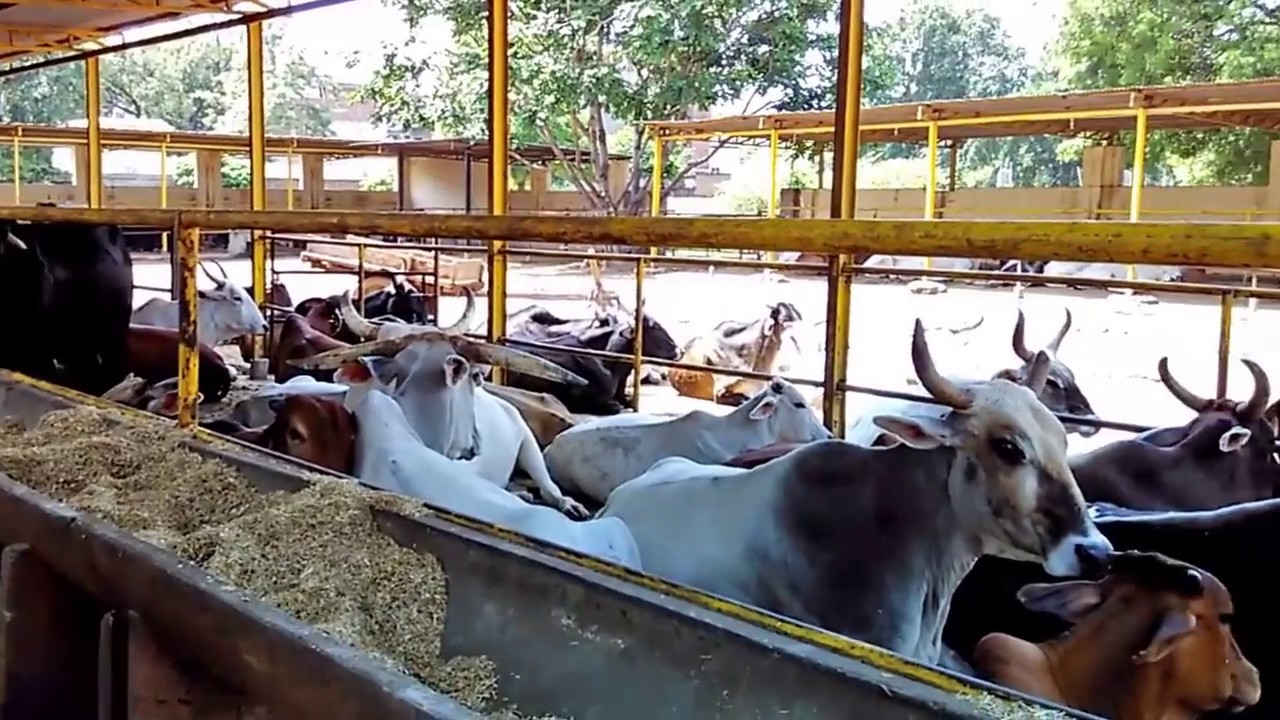 ISKCON Vrindavan GauShala गौशाला Cowshed