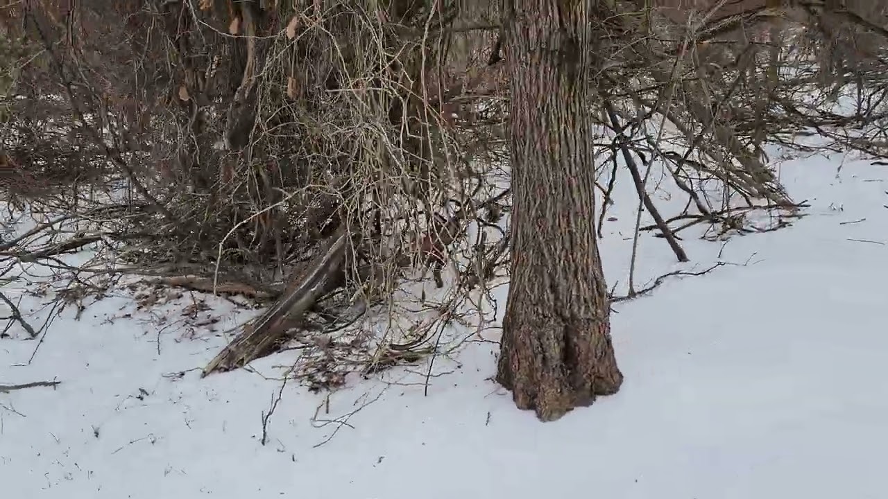 Snowy walk through of Frisco commons park 